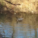 Mallard Duck