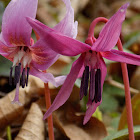 Dogtooth violet