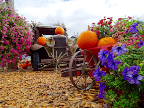 https://get.pxhere.com/photo/plant-flower-decoration-truck-harvest-produce-autumn-garden-season-flowers-display-pumpkins-flowering-plant-485885.jpg