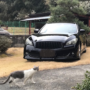 フーガ HY51