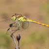 common darter