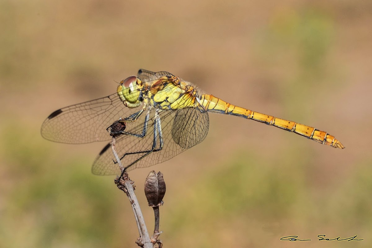 common darter