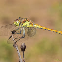 common darter