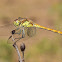 common darter