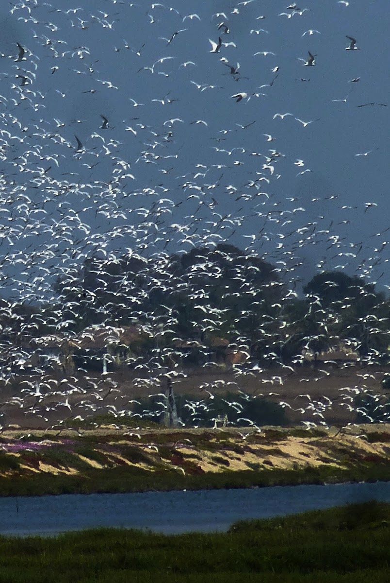 Terns