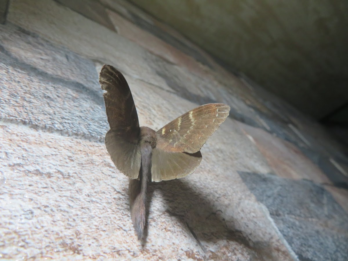 Lappet Moth