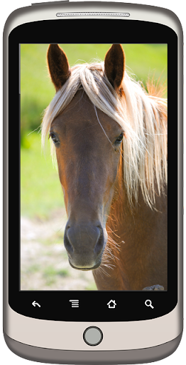 免費下載娛樂APP|Horse Wallpaper app開箱文|APP開箱王