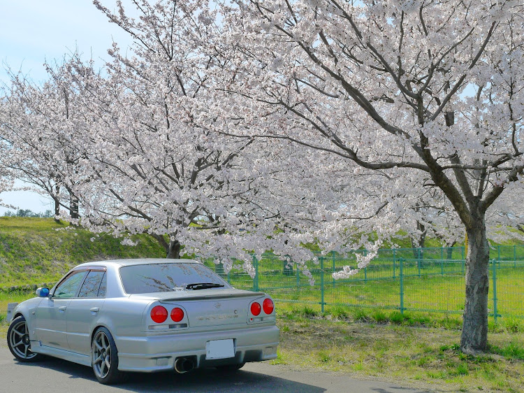 スカイラインの桜と愛車・桜とコラボ・スカイラインに関するカスタム事例の投稿画像3枚目