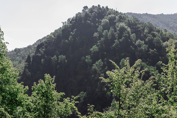 The natural green di Gaetano S. Greco