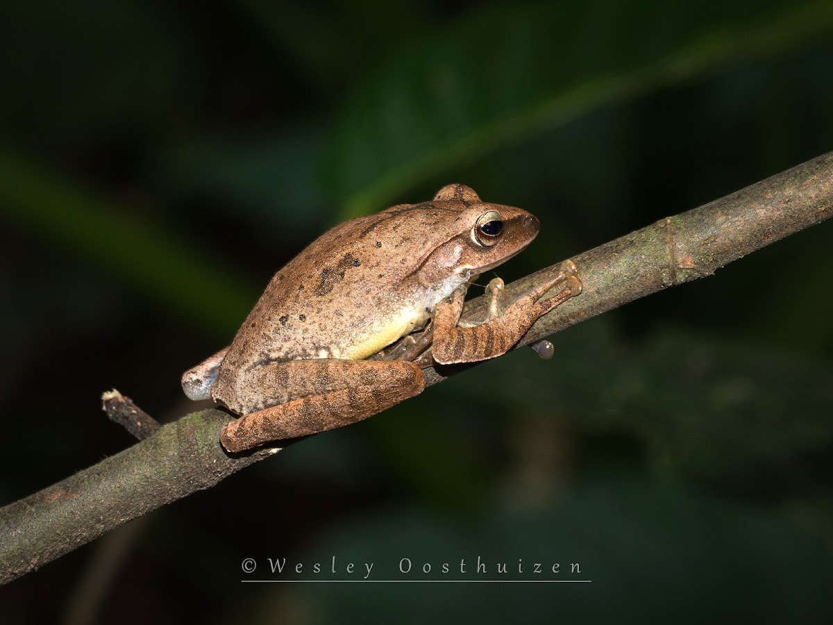 Temple Tree Frog