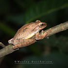 Temple Tree Frog