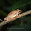 Temple Tree Frog