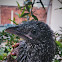 Greater Indian Coucal