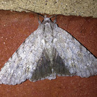 American Dagger Moth