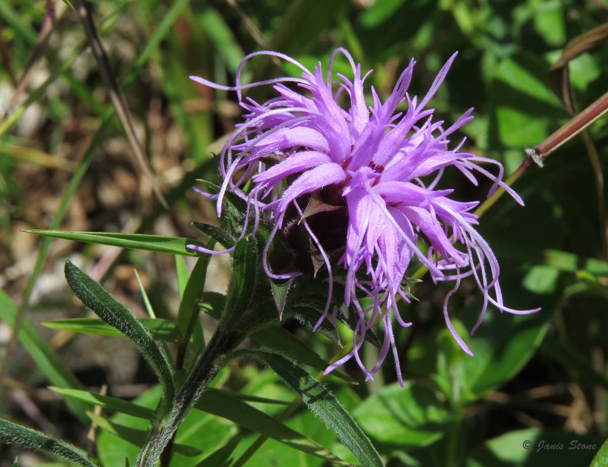 Scaly Blazing Star