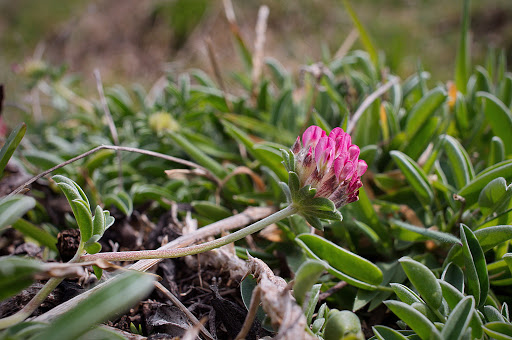 Anthyllis vulneraria subsp. iberica