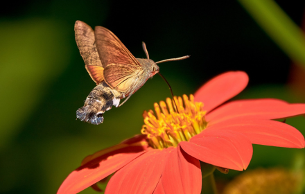 Butterfly owls small promo image