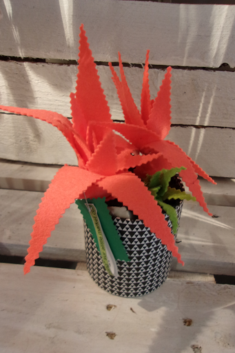 aloe vera en feutrine barre virginie