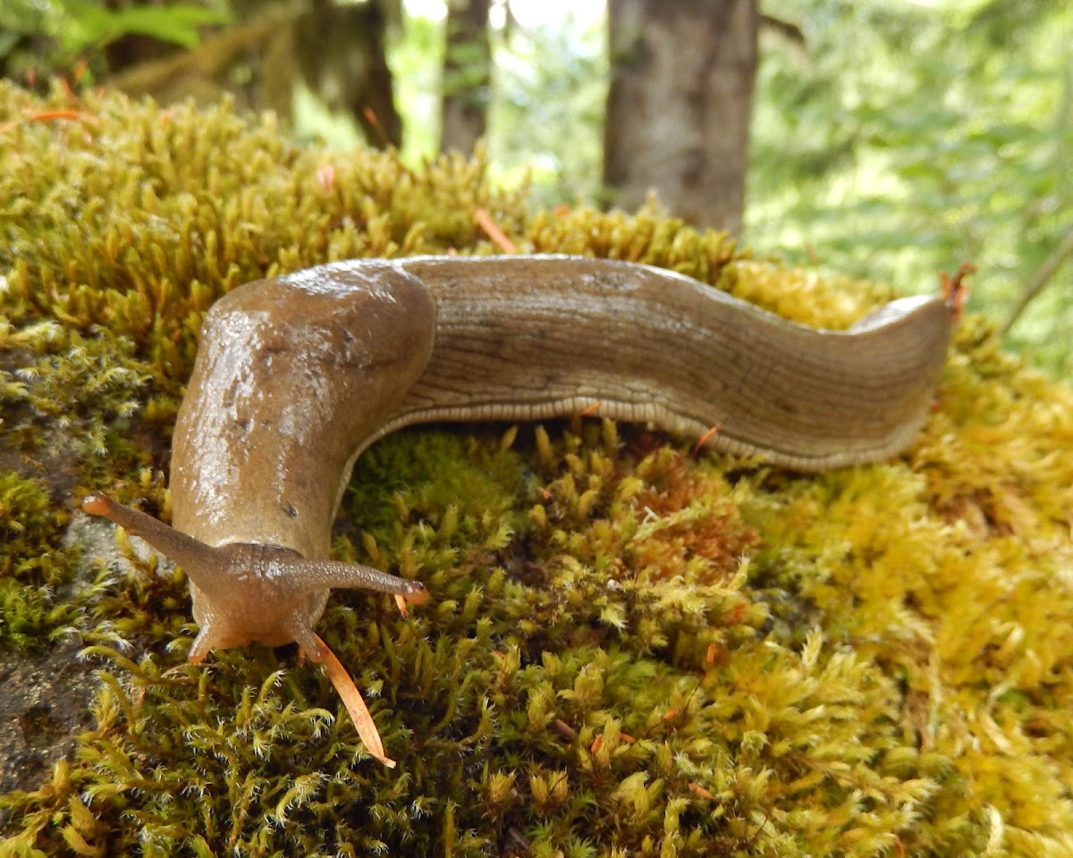 Pacific Banana Slug