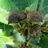 Dusky Stink Bugs mating