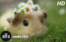 Hamster New Tab Wallpapers Hamsters HD Theme small promo image