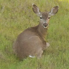 Black tailed deer