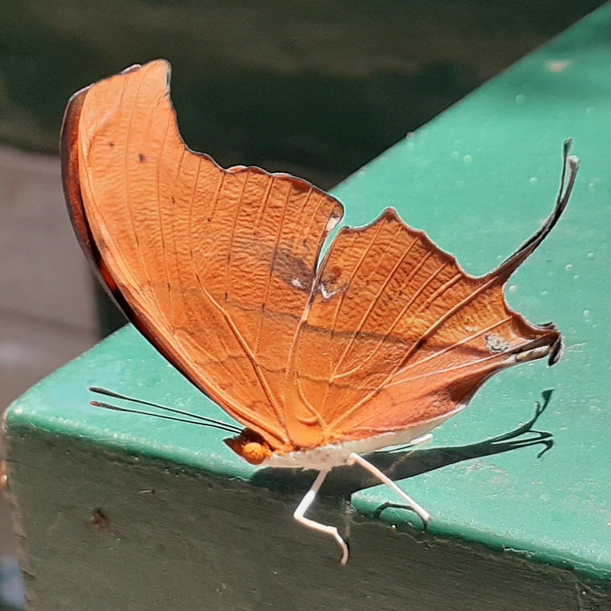 Ruddy Daggerwing