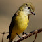 Lemon-bellied Flycatcher