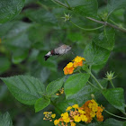 Hummingbird Hawk Moth