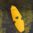 Conilepia Lichen Moth