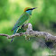 Green bee-eater