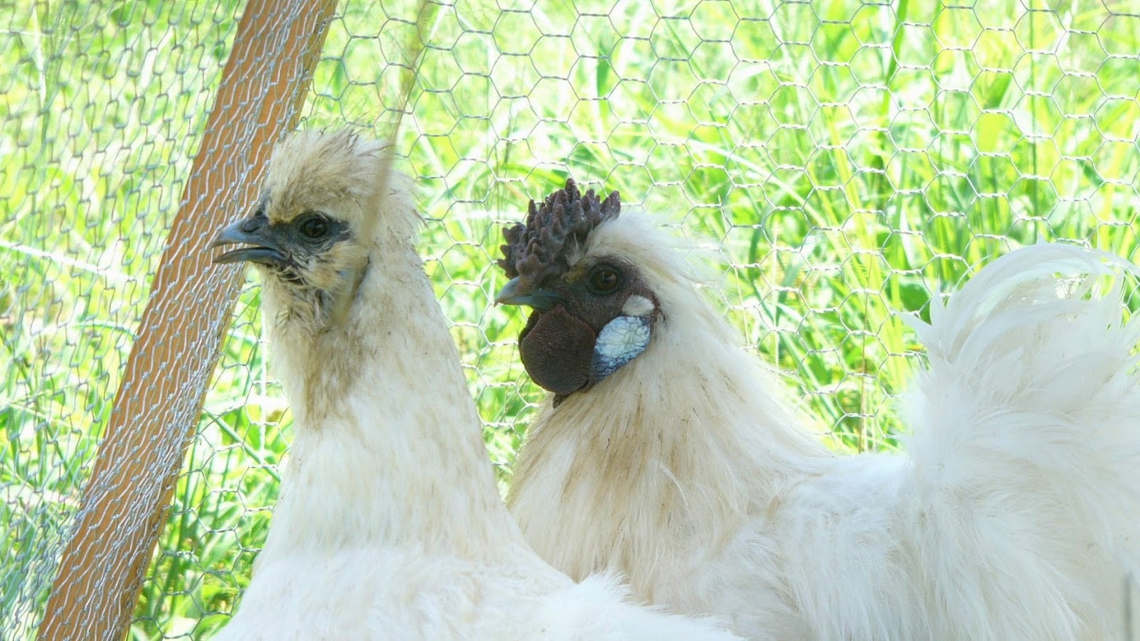 平飼いのメリット・デメリット