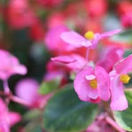 花蓮廟口紅茶