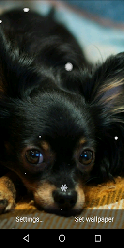 Lazy Puppy Live Wallpaper