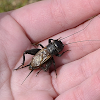 House Cricket