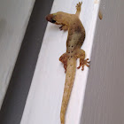 mourning gecko