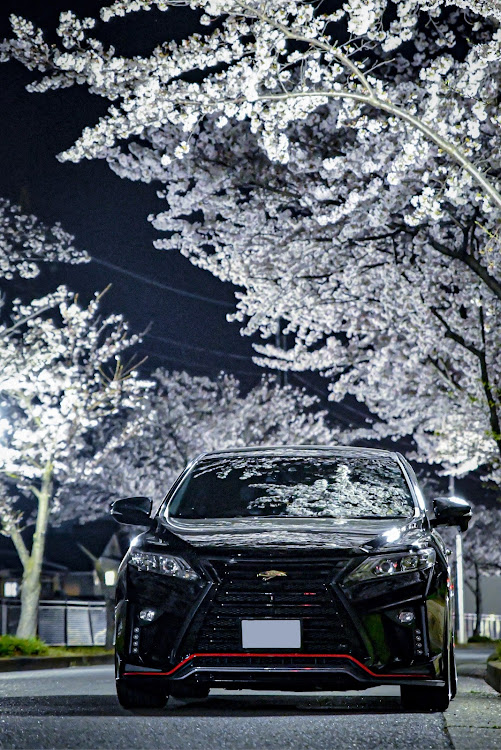 ハリアーの写活・夜桜コラボ・夜桜と愛車・桜とコラボに関するカスタム事例の投稿画像1枚目