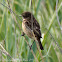 Stonechat; Tarabilla Común