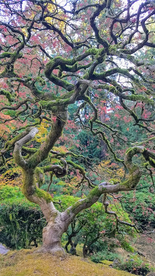 Fall at the Portland Japanese Garden, visiting for Autumn Portland Japanese Garden fall foliage photos on October 2017