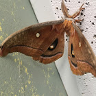 Polyphemus Moth