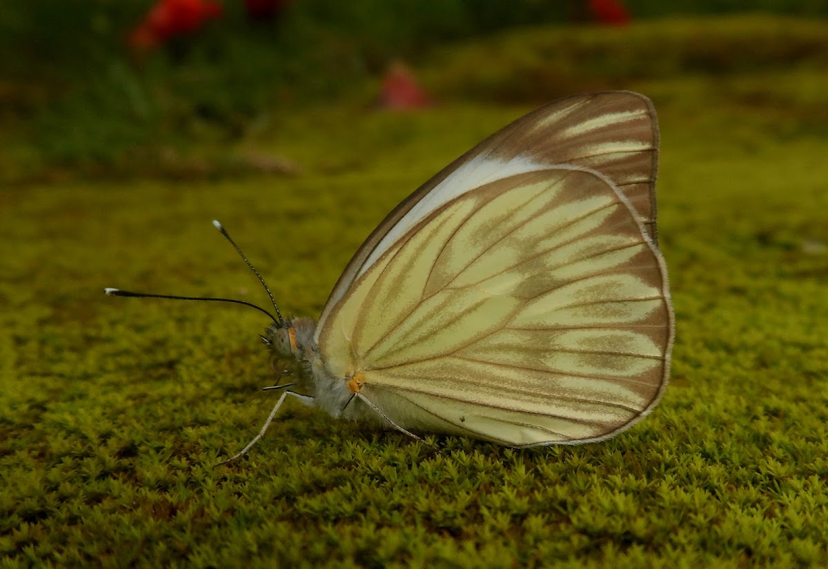 Great southern white