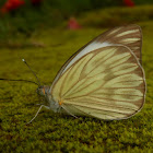 Great southern white