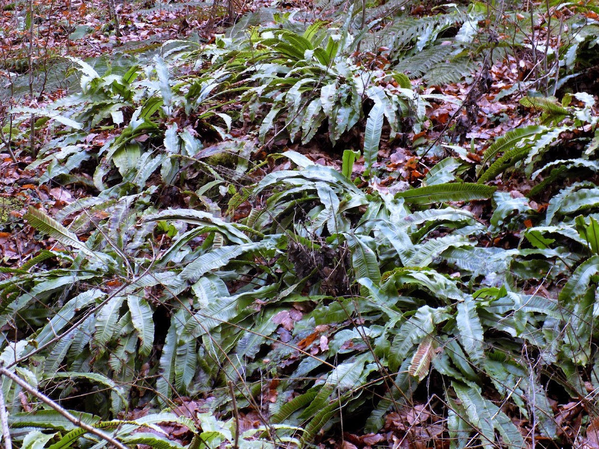 Hart's-tongue fern