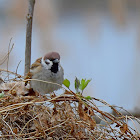 Eurasian Tree Sparrow