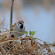 Eurasian Tree Sparrow