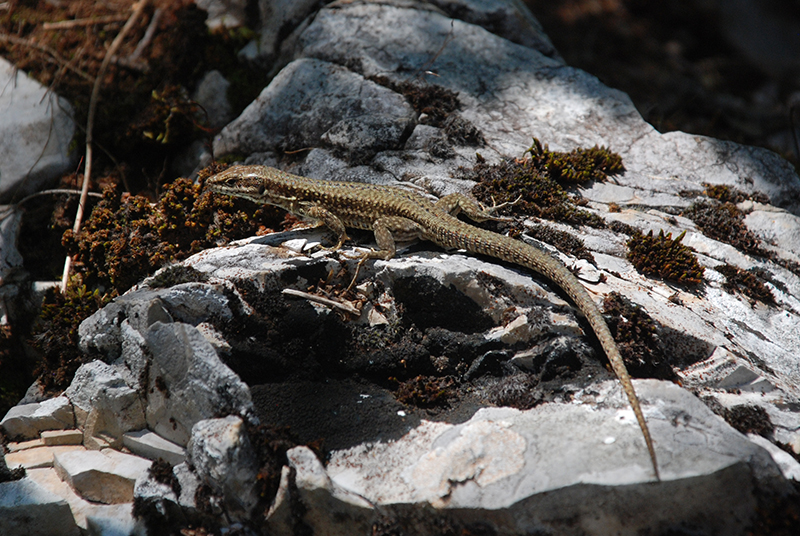 European wall lizard