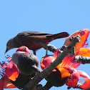 Chestnut tailed Starling