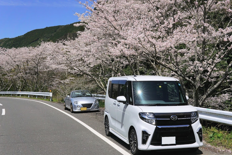 コペンの桜とコラボ🌸・サクラと愛車・LA650S タントカスタムに関するカスタム事例の投稿画像4枚目