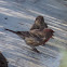 House Finch     pair