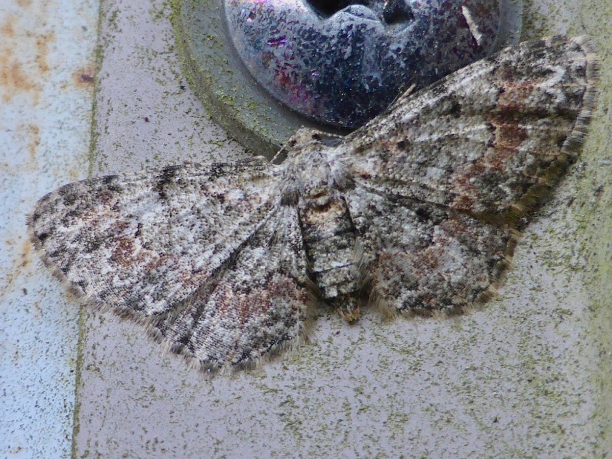 Texas Gray Moth